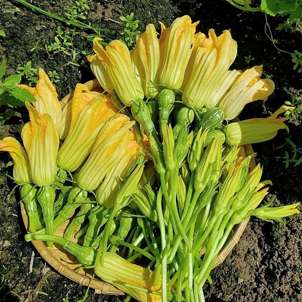Hạt giống Bí đỏ ăn bông Rado 391 – Gói 5 gram 2