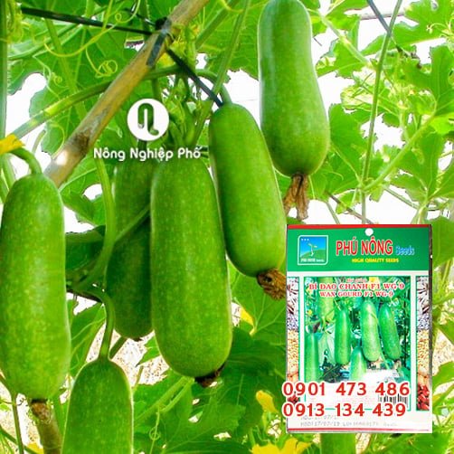 Hạt giống Bí đao lai F1 (lá sẻ) WG9 PN 3