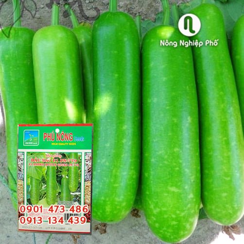 Hạt giống Bầu Sao PN – Gói 1 gram 2
