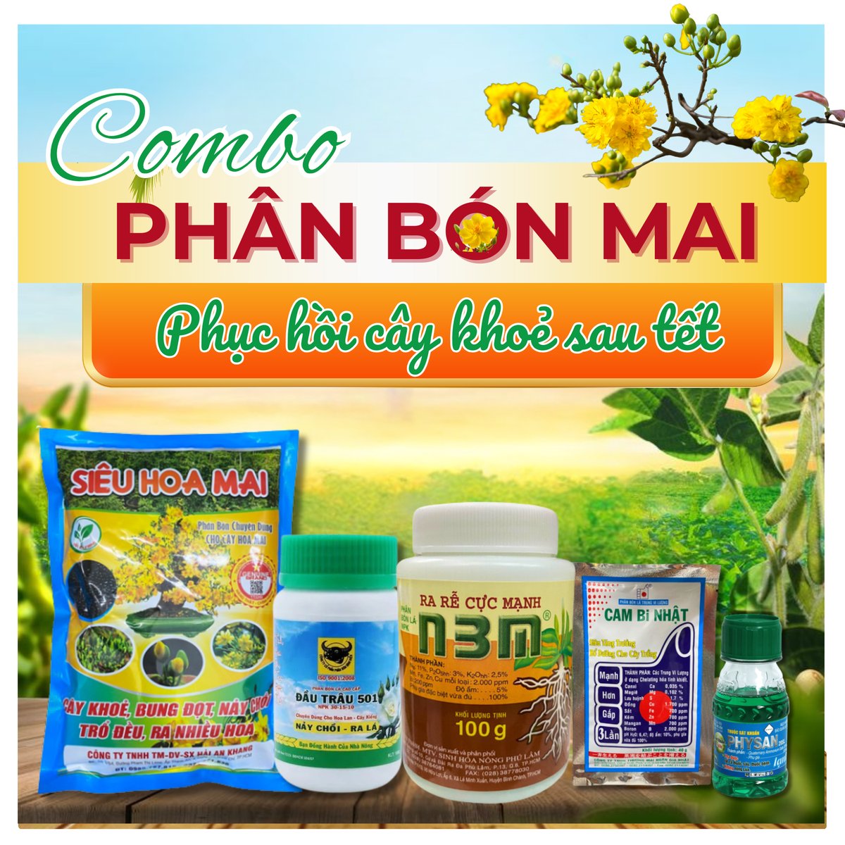 Combo phục hồi cây mai sau Tết – Dưỡng rễ, bung chồi, tăng cành lá mạnh