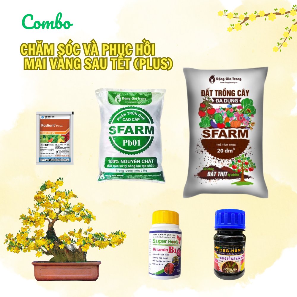 Combo chăm sóc và phục hồi mai Tết (Plus) – Tại CH Đà Nẵng