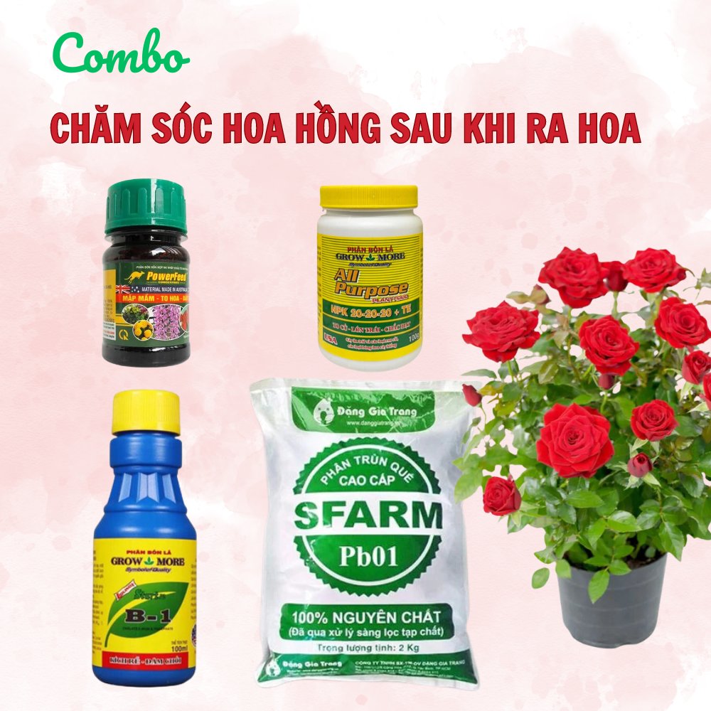 Combo chăm sóc hoa hồng sau khi ra hoa – Tại CH TP. HCM