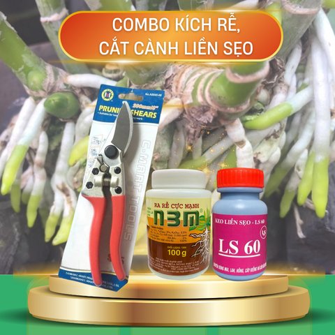 Bộ ba kích rễ – liền sẹo – cắt cành cho cây kiểng – Tại CH TP. HCM