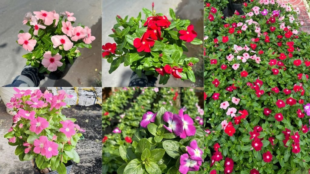 Hoa Dừa Cạn Siêu Bông