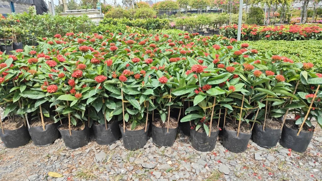 Hoa Trang Mỹ Đỏ 3