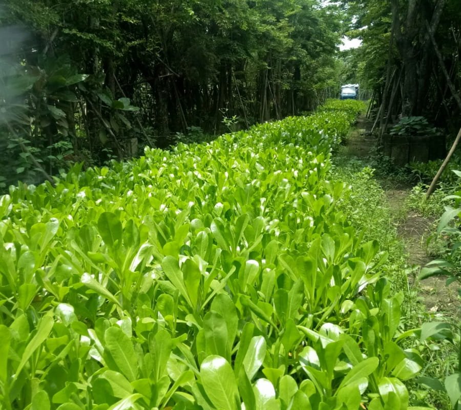 Cây Phong Ba 3