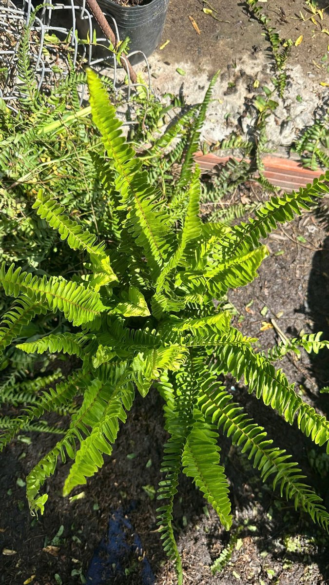 Cây Dương Xỉ Lá Me 2
