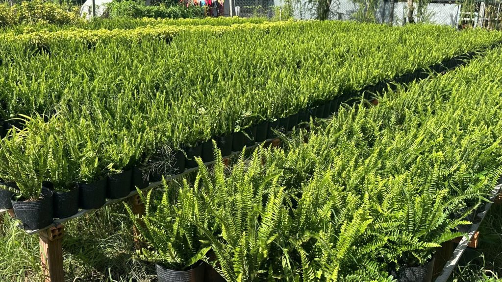 Cây Dương Xỉ Lá Me