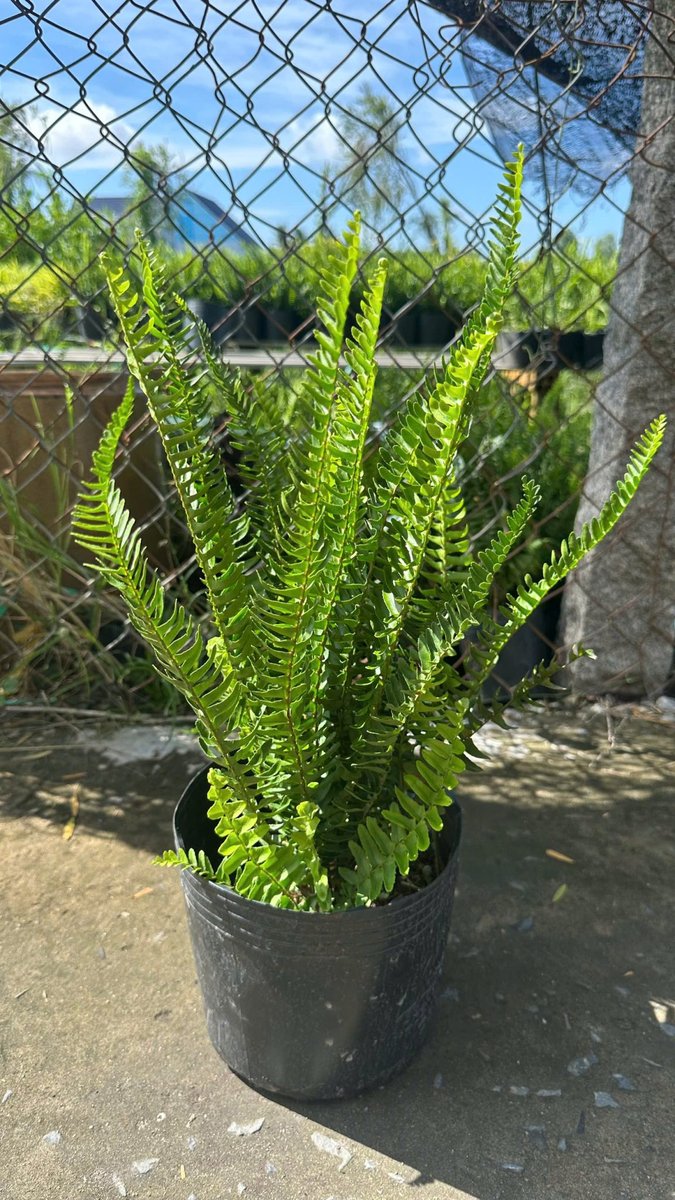 Cây Dương Xỉ Lá Me 3