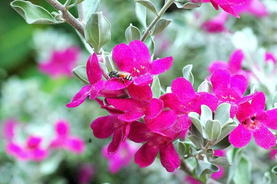 Cây Tuyết Sơn Phi Hồ