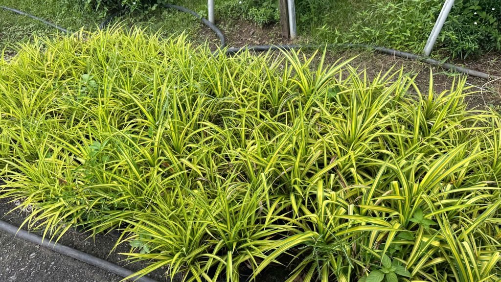 Cây Dứa Vạn Phát 2