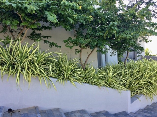 Cây Dứa Vạn Phát 3