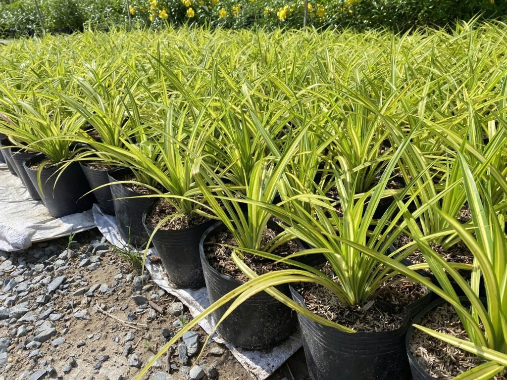 Cây Dứa Vạn Phát