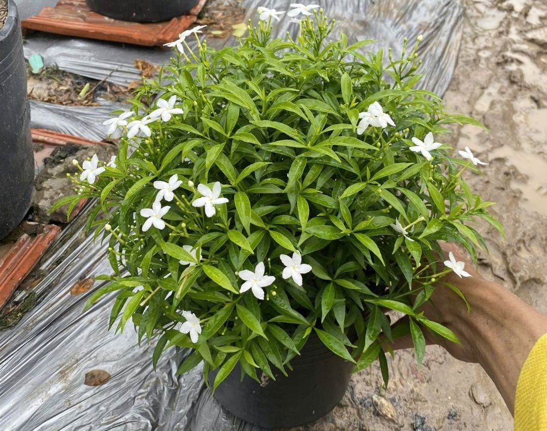 Cây Mai Vạn Phúc