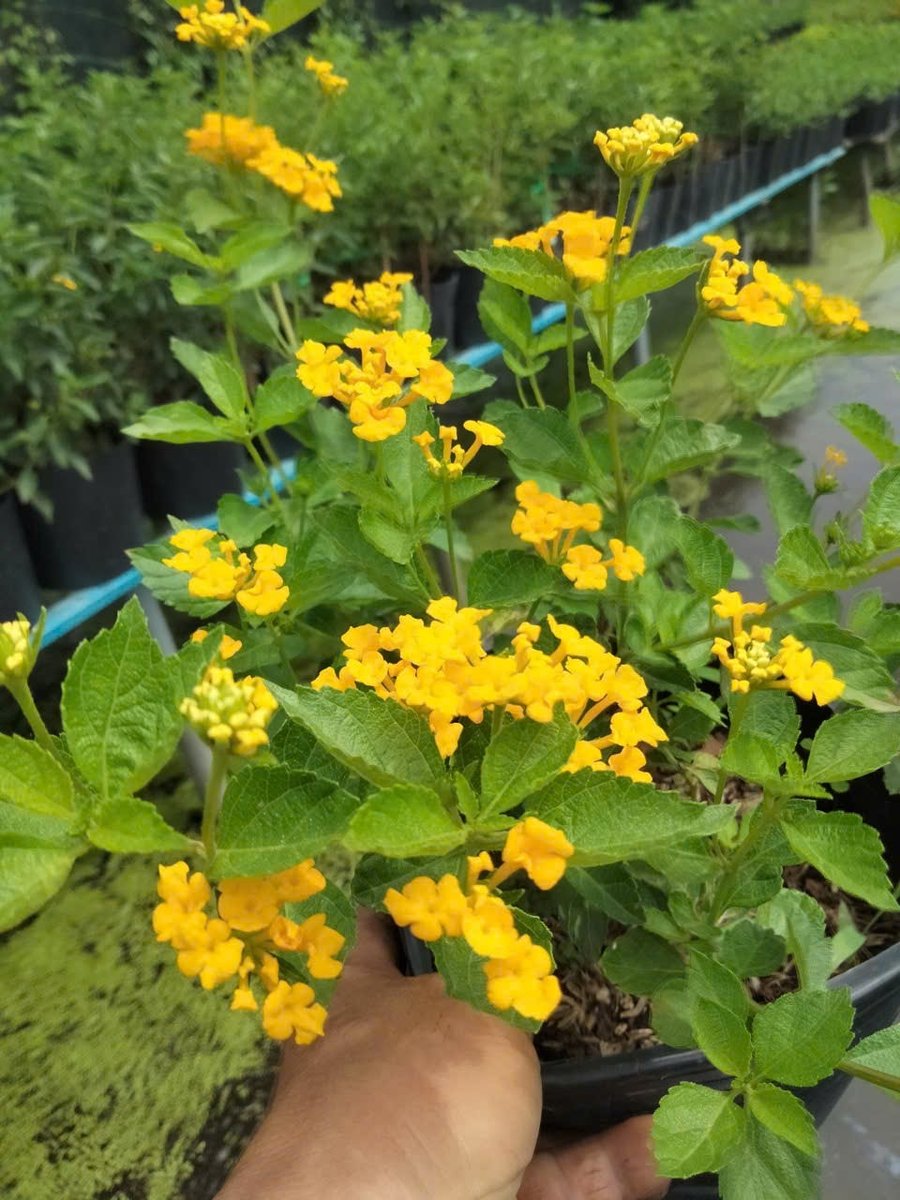 Hoa Trâm Ổi Vàng 2