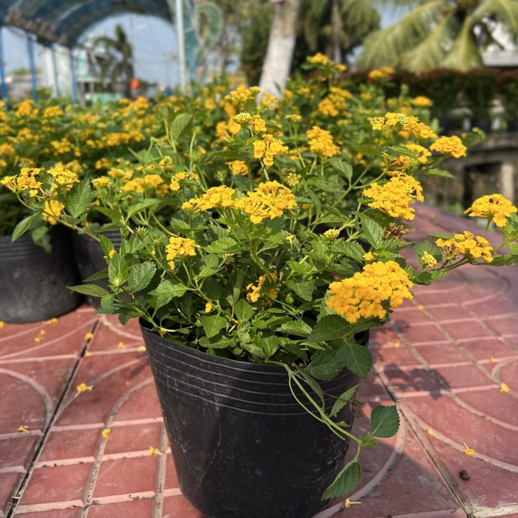 Hoa Trâm Ổi Vàng 3