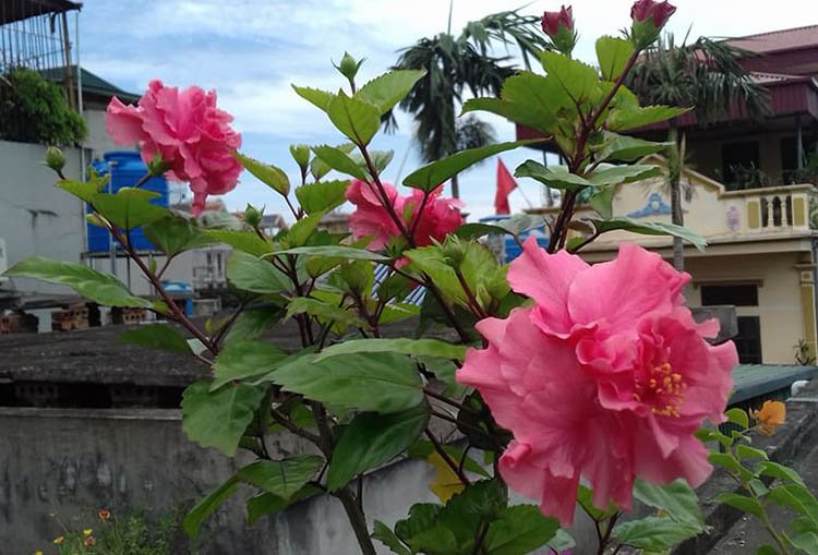 Hoa Bụp Thái Cánh Kép 2
