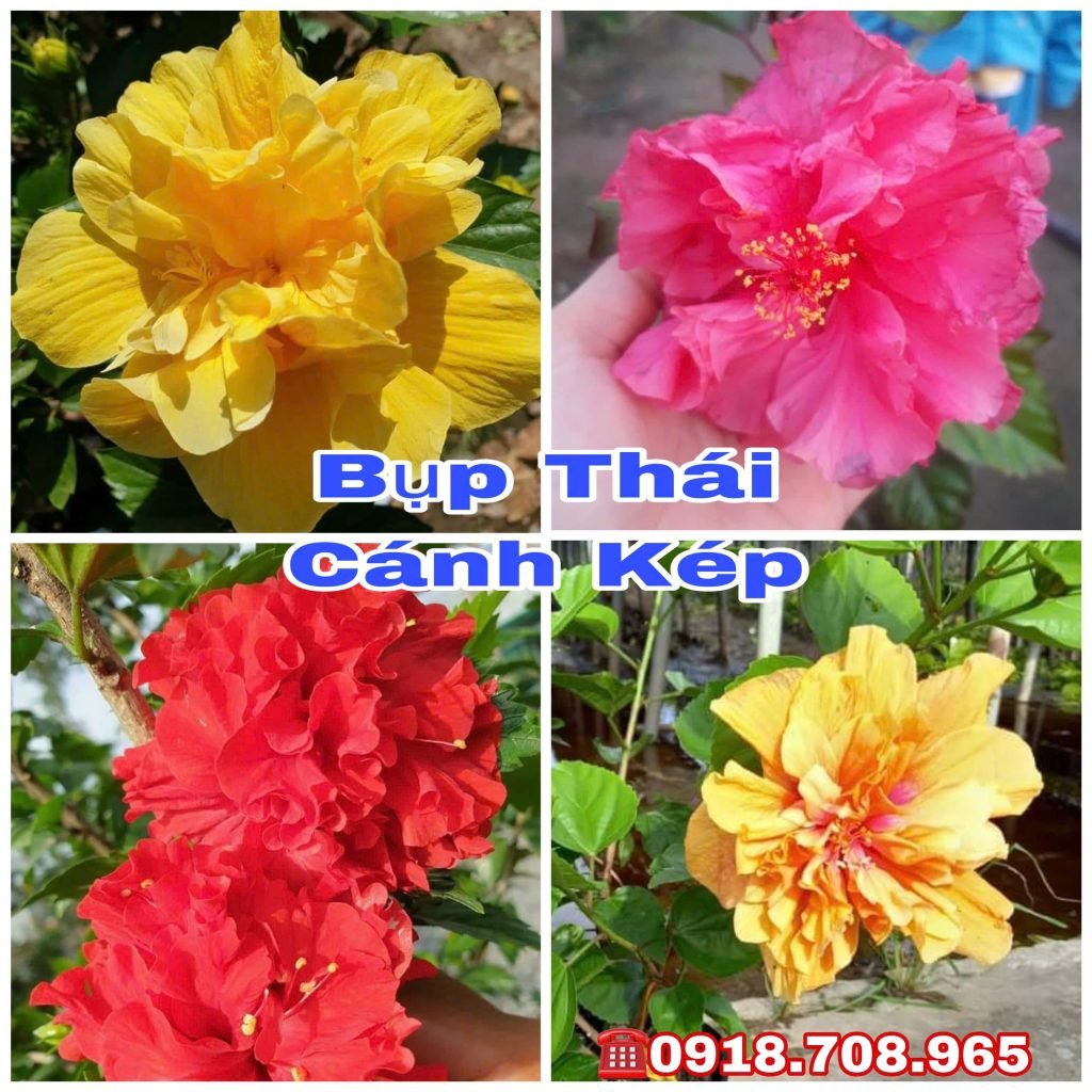 Hoa Bụp Thái Cánh Kép