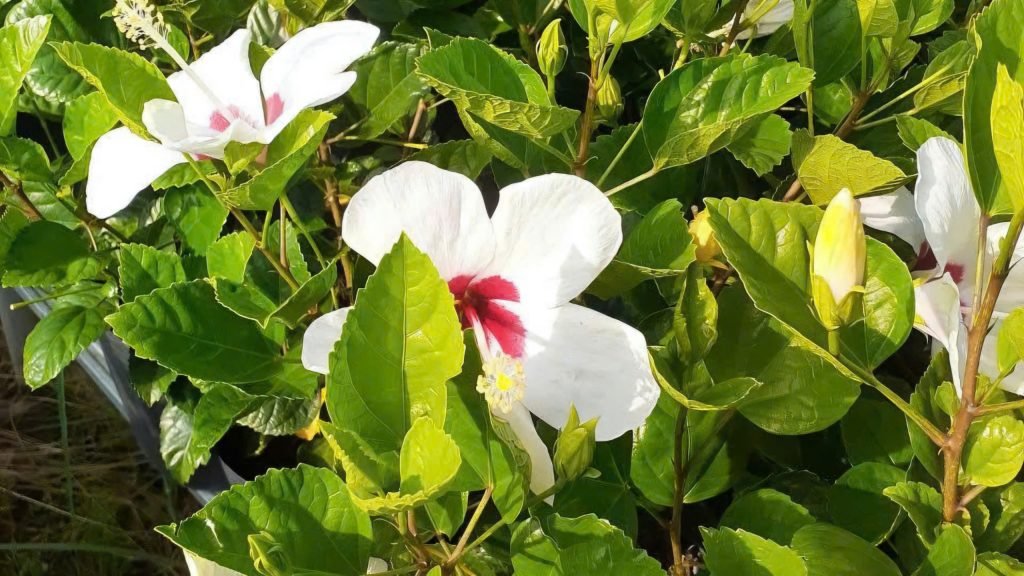 Hoa Bụp Thái Cánh Đơn 3