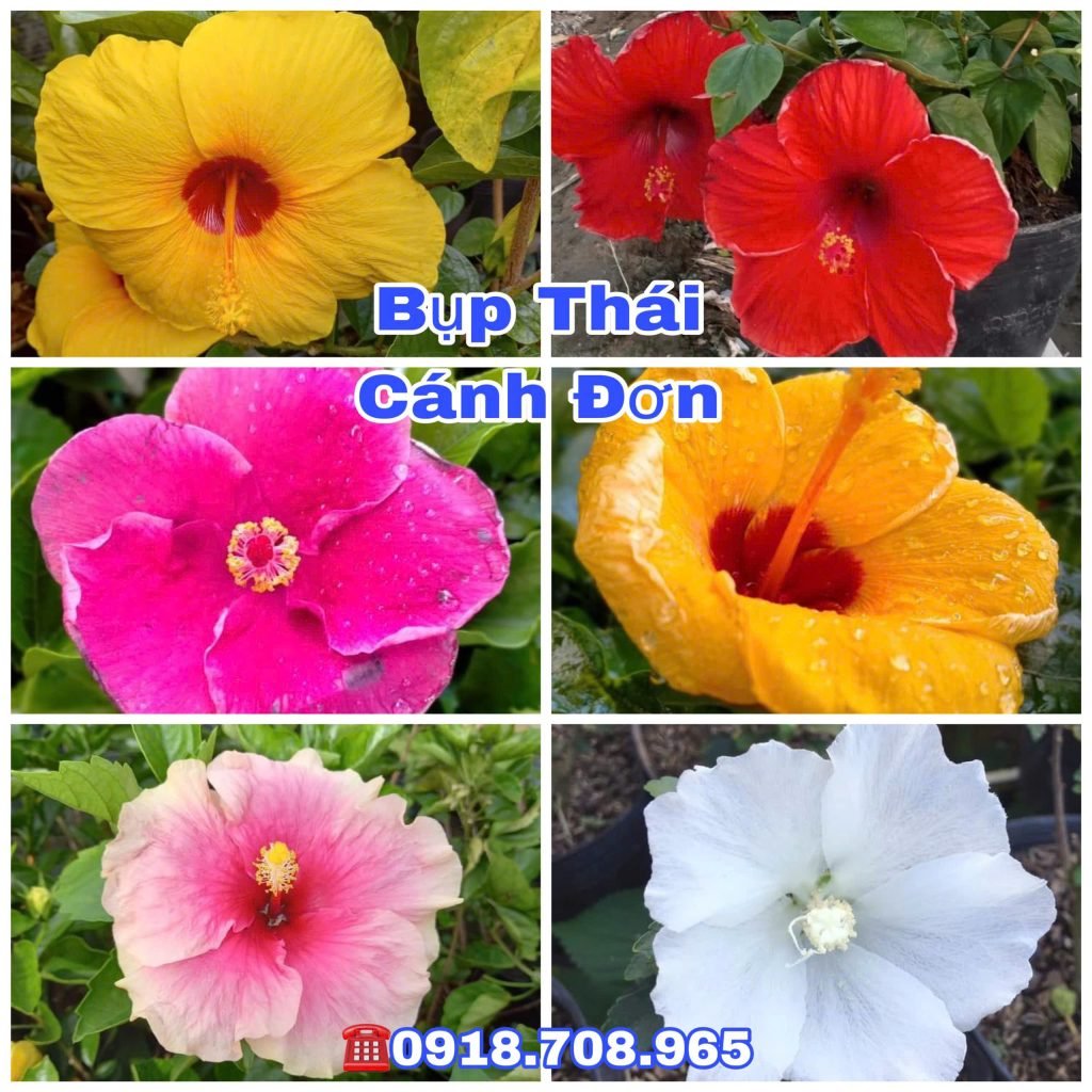 Hoa Bụp Thái Cánh Đơn