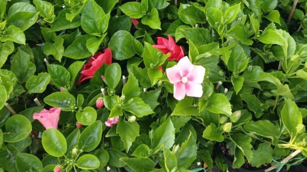 Hoa Bụp Thái Cánh Đơn 2