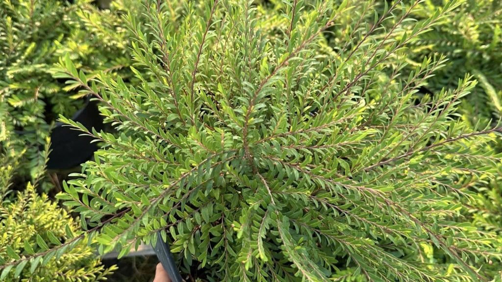 Cây Sơn Liễu Xanh 2