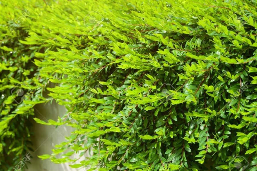 Cây Sơn Liễu Xanh