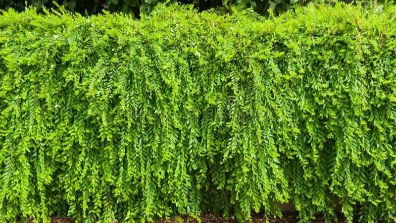 Cây Sơn Liễu Xanh 3