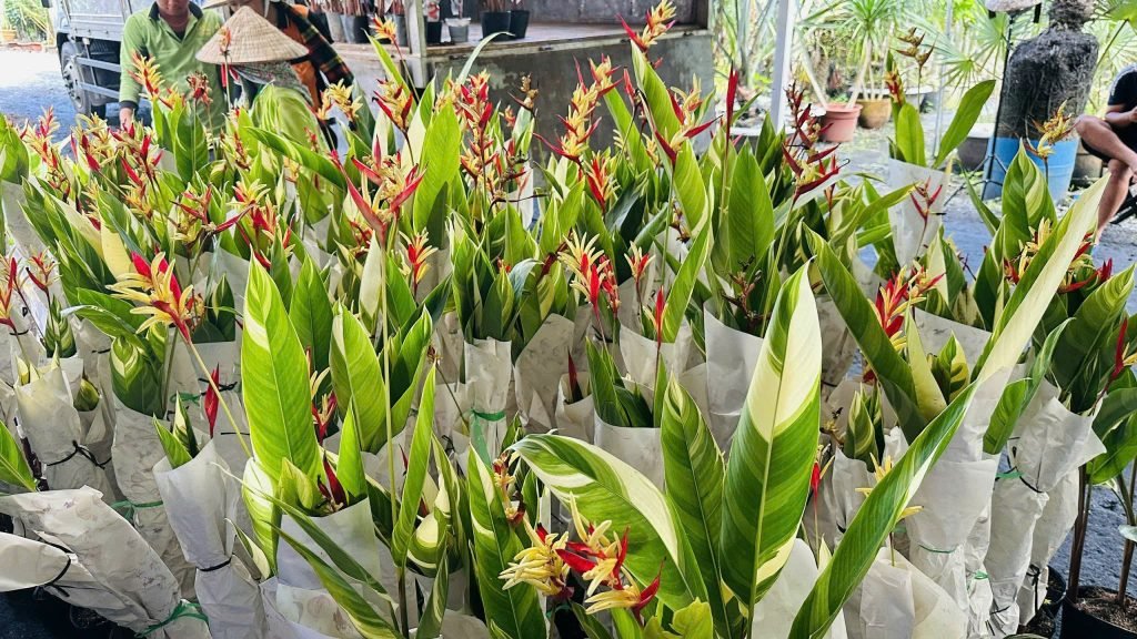 Cây Thiên Điểu Cẩm Thạch 2