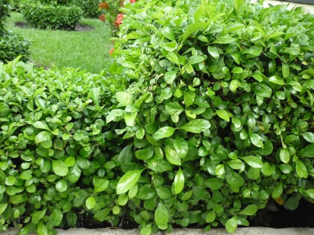 Cây Ắc Ó ( Hắc Ó) 3