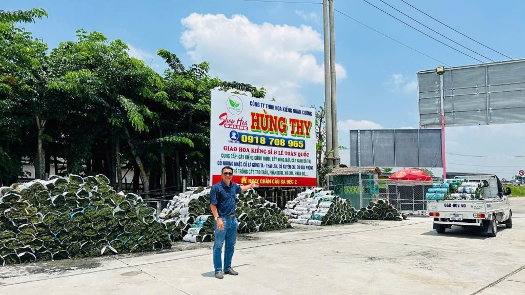 Cỏ Nhung Nhật 3