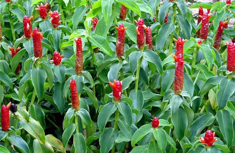 Cây Phúc Lộc Thọ