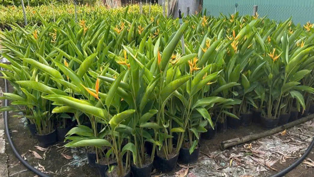 Cây Chuối Mỏ Két Ta Hoa Vàng 2