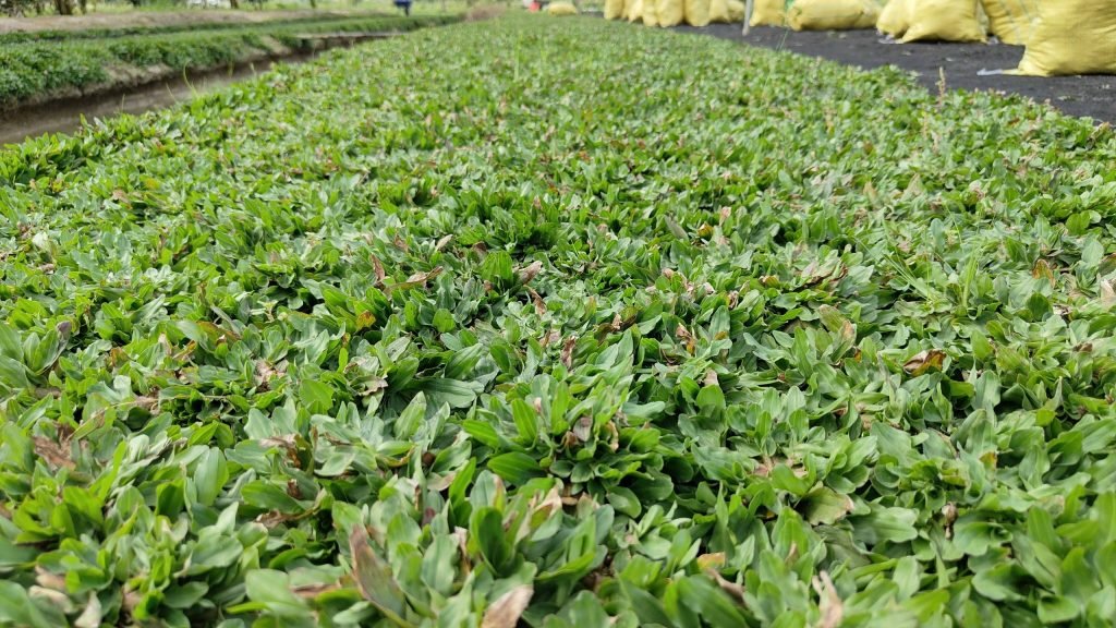 Cỏ Lá Gừng Thái Lan 2