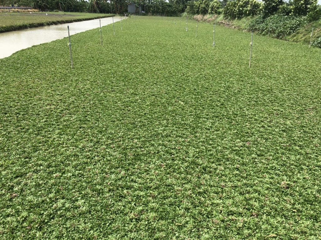Cỏ Lá Gừng Thái Lan
