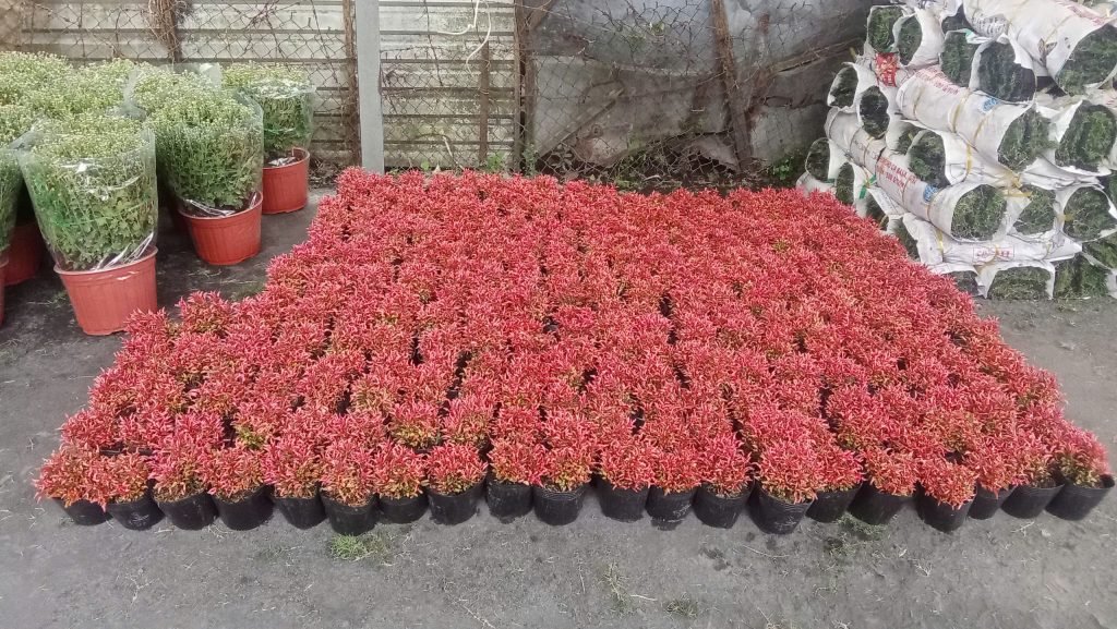 Cây Kỷ Đỏ 2