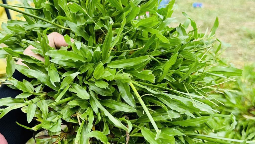 Cỏ Lá Gừng Ta 2