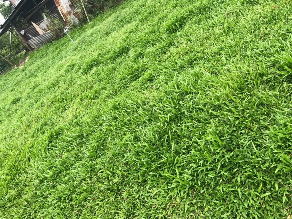 Cỏ Lá Gừng Ta