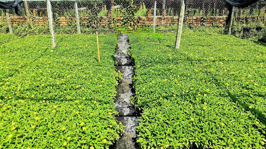 Cỏ Xuyến Chi (Cúc Dã Quỳ) 3
