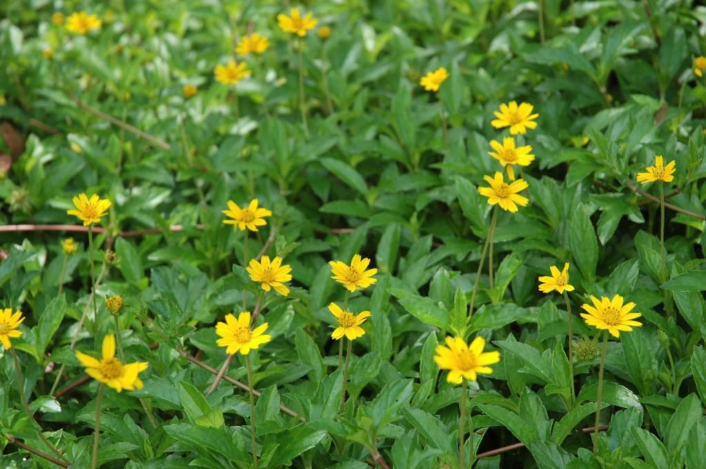 Cỏ Xuyến Chi (Cúc Dã Quỳ)