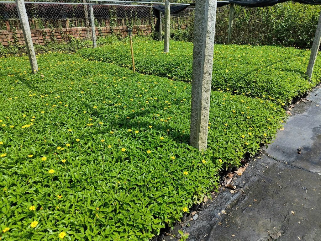 Cỏ Xuyến Chi (Cúc Dã Quỳ) 2