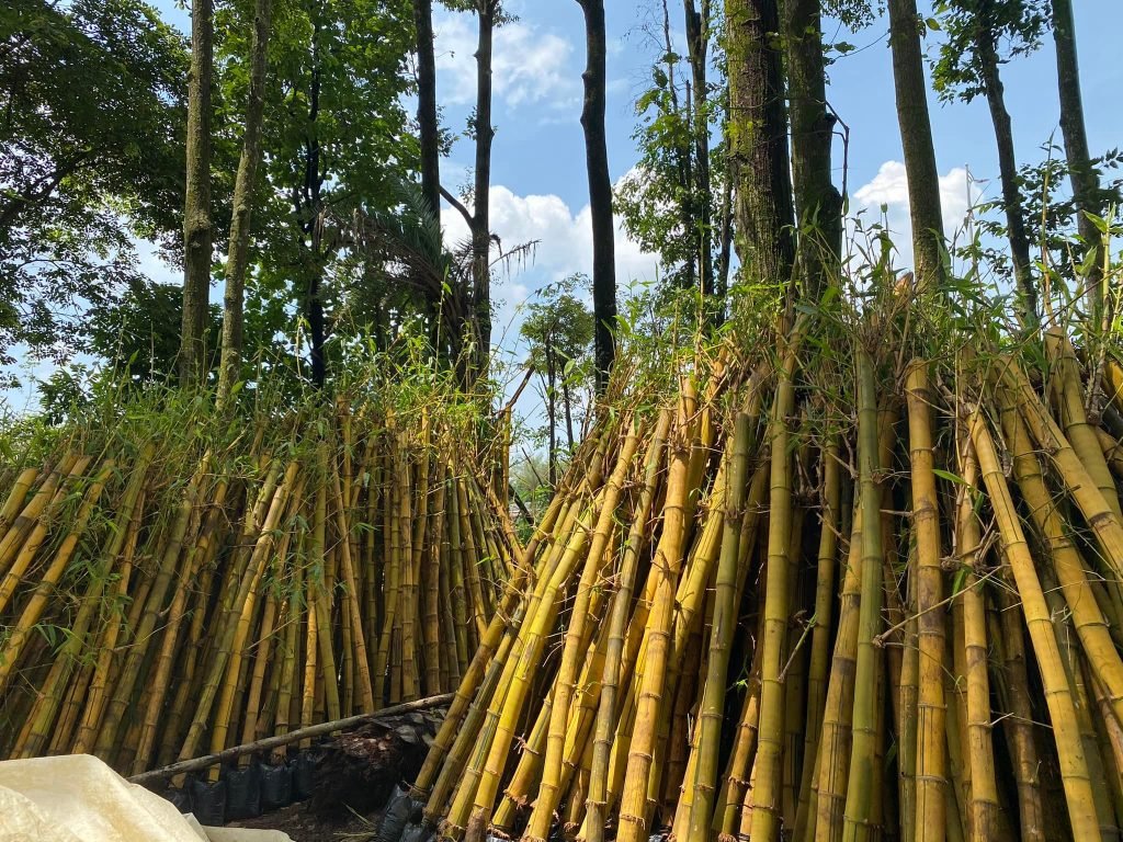 Cây Tre Ngà