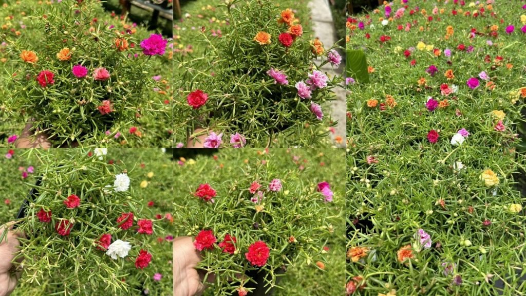 Hoa Mười Giờ Thái 2