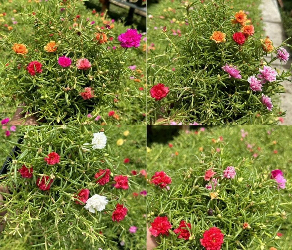 Hoa Mười Giờ Thái