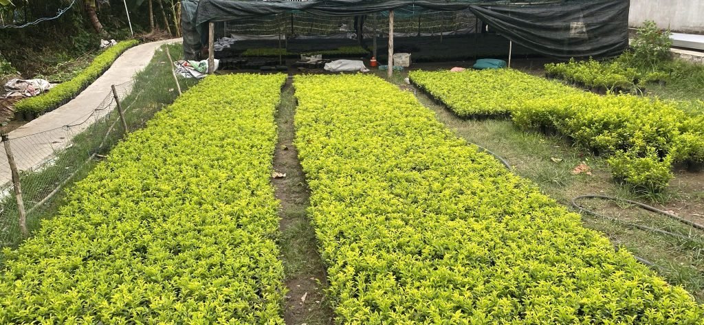 Cây Chuỗi Ngọc Vàng 3