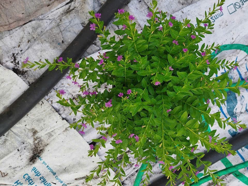 Hoa Cẩm Tú Mai 3