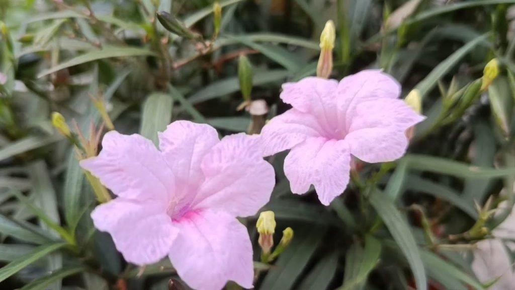 Hoa Chiều Hồng