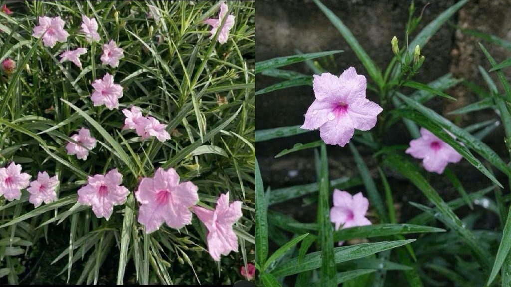 Hoa Chiều Hồng 3