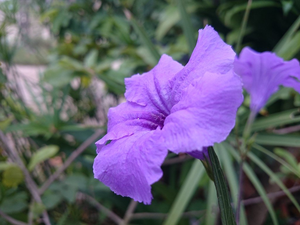 Hoa Chiều Tím 2