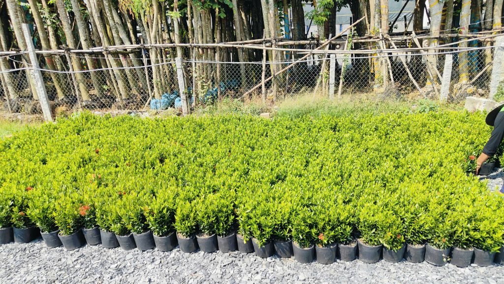 Hoa Trang Thái Đỏ 2